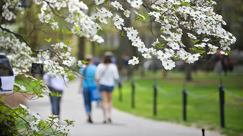 Close-up of a flowering tree on campus with people walking in the background.